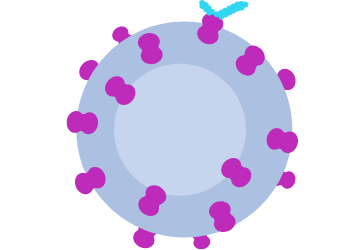 S1P Pathway